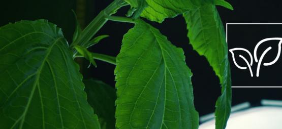 Como cultivar Salvia Divinorum