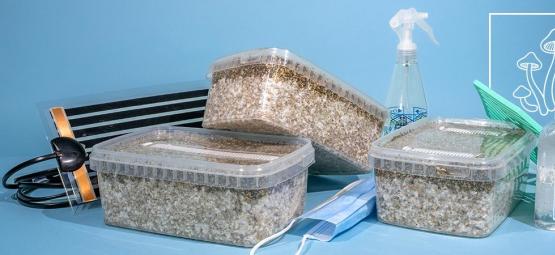 Como escolher o kit de cultivo de cogumelos mágicos ideal