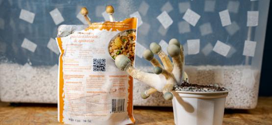 Método Uncle Ben’s: Cultivo económico de cogumelos