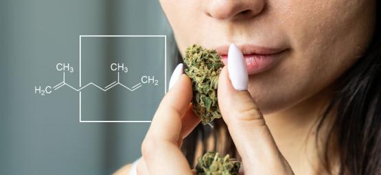 O que é o ocimeno e para que serve este terpeno?