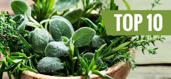 As 10 melhores ervas fáceis de cultivar