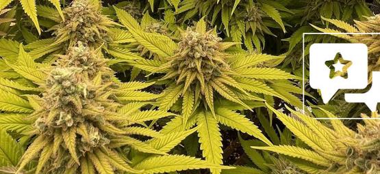 Análise da variedade: Kosher Kush