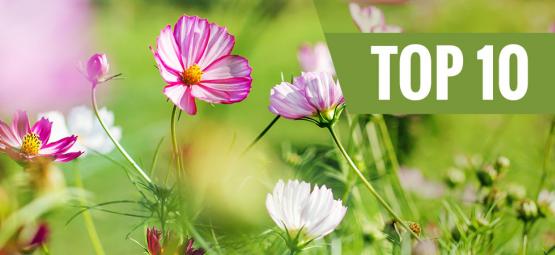 As 10 melhores flores para plantar na primavera