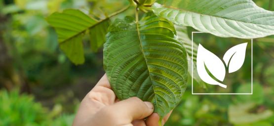 Tudo o que precisa de saber sobre kratom