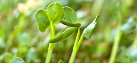 Como cultivar rebentos