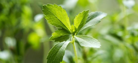 Tudo o que precisa de saber sobre stevia