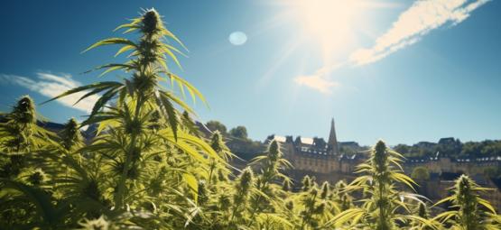 Mais uma vitória para a canábis: Luxemburgo vai legalizar a canábis