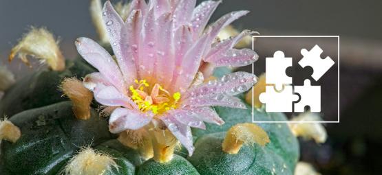 Microdosagem de mescalina: o que deve saber