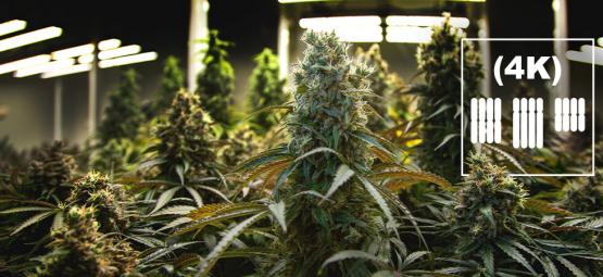 O que são tetraploides e triploides no cannabis?