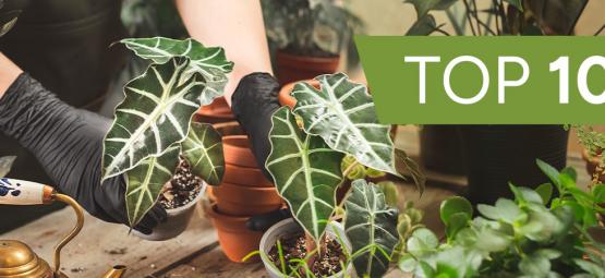 As 10 melhores plantas ornamentais para cultivar em casa