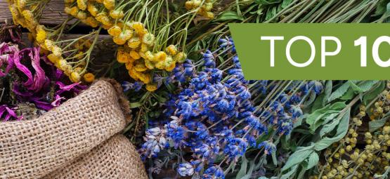Top 10 plantas medicinais para cultivar em casa