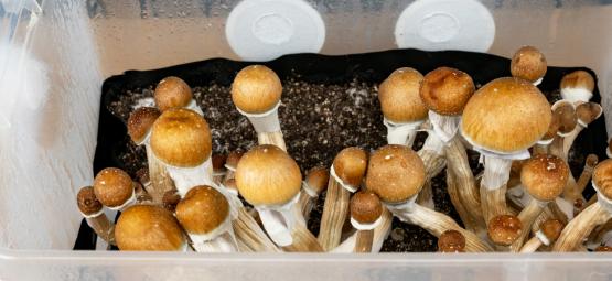 Como cultivar cogumelos mágicos num monotub