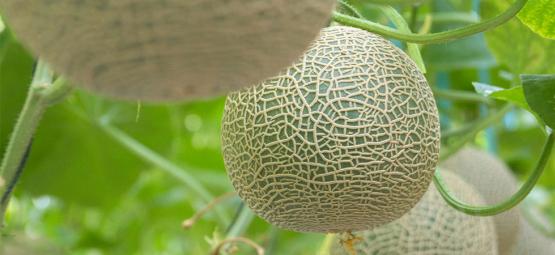 Como cultivar melões