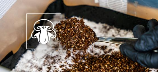 Como preparar uma camada de cobertura para cultivar cogumelos
