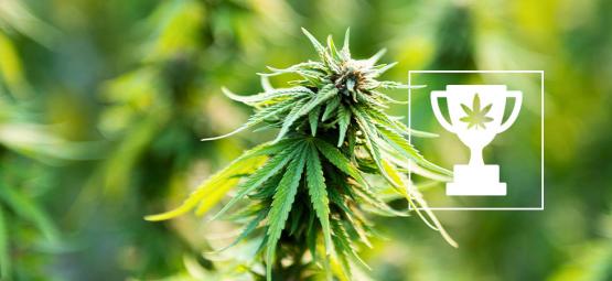 9 recordes mundiais relacionados com a cannabis