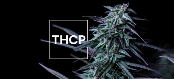 O que precisa de saber sobre o THCP