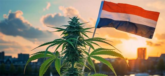Nova era para a canábis nos Países Baixos com início das vendas legais