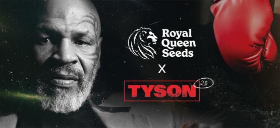 Royal Queen Seeds x Mike Tyson: O confronto mais épico de sempre?