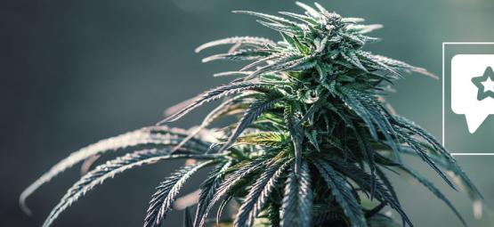 Northern Lights: análise e informações sobre a variedade de cannabis