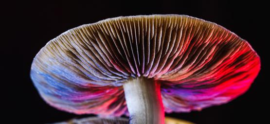 Tudo sobre a Psilocybe cubensis
