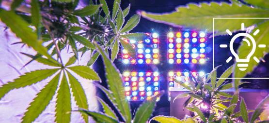 As tecnologias mais entusiasmantes para o cultivo de canábis em 2025