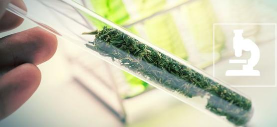 O que são flavonoides, terpenos e terpenoides?