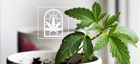 Cultivar canábis no parapeito da janela