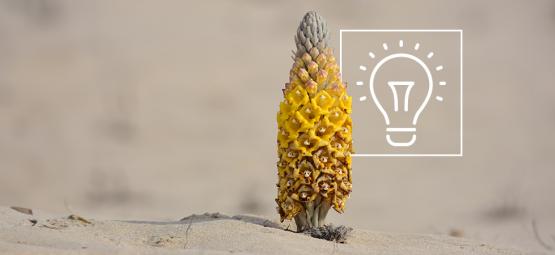 O que deve saber sobre a Cistanche tubulosa