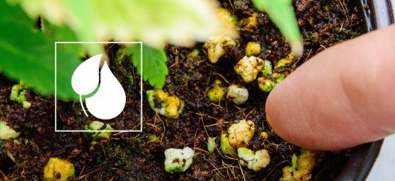 Fertilizantes caseiros para plantas de canábis