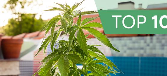 Os 10 locais mais invulgares para cultivar canábis