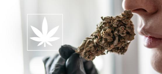 O que precisa de saber sobre THCa