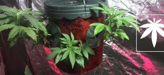 Cultivar canábis de cabeça para baixo