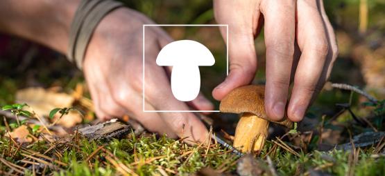 Guia inicial: como e porquê cultivar cogumelos