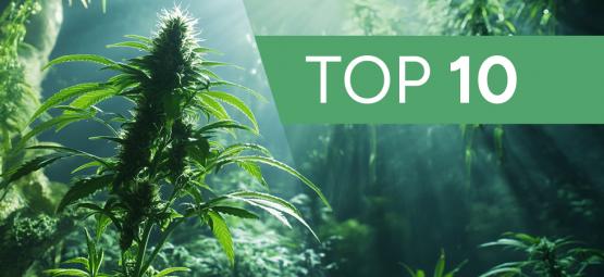 10 mitos e lendas urbanas sobre o cultivo de canábis