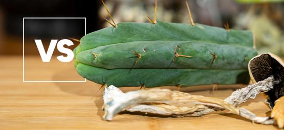 Mescalina vs Psilocibina: quais as diferenças?