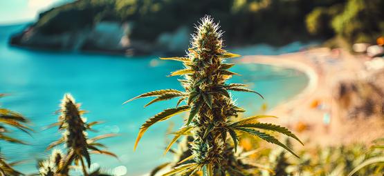 Cultivar canábis junto ao mar