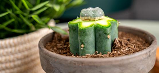 Como fazer enxertia de cacto peiote