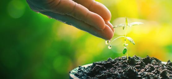 Chá de composto: o estimulante natural para as suas plantas de canábis