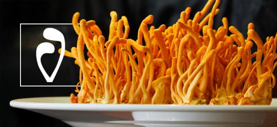 Como cultivar cogumelos Cordyceps