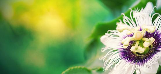 Passionflower – O Grande Potenciador