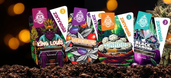Zamnesia strains em destaque: Royal Vault