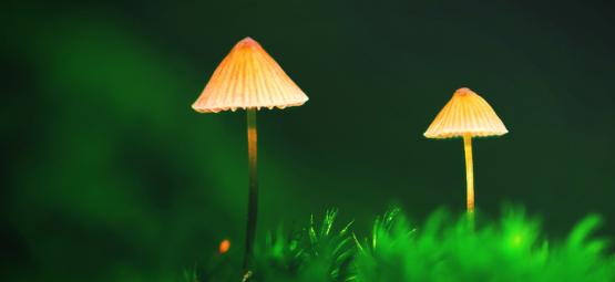 Como criar uma plantação de cogumelos mágicos ao ar livre