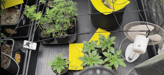 Guia completo sobre tendas de cultivo de cannabis