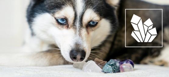 Cristais para animais de estimação: Pedras preciosas para apoiar os seus companheiros de quatro pata