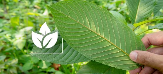 A história do consumo de kratom