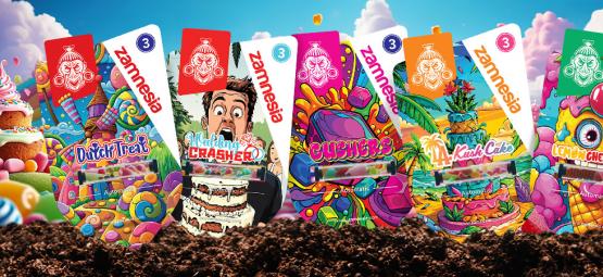 Zamnesia strains em destaque: Sweet-Topia