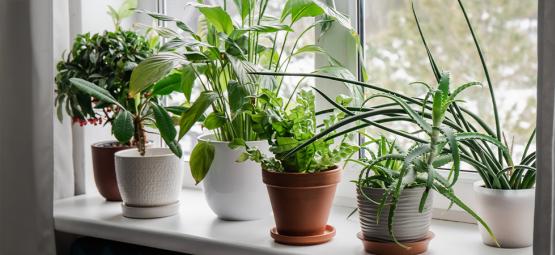 Melhores plantas de interior para melhorar a qualidade do ar e o bem-estar nos meses mais frios