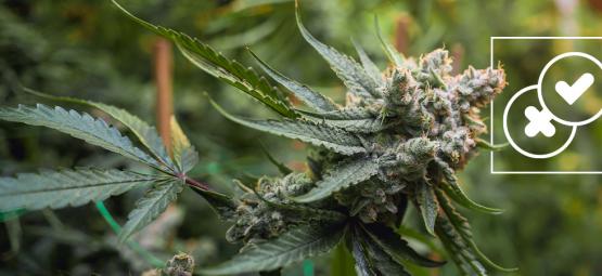 Cannabis e lendas urbanas: Desmistificar os maiores mitos sobre a canábis