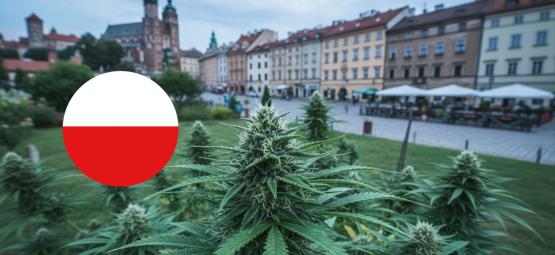 Best strains to grow in Poland