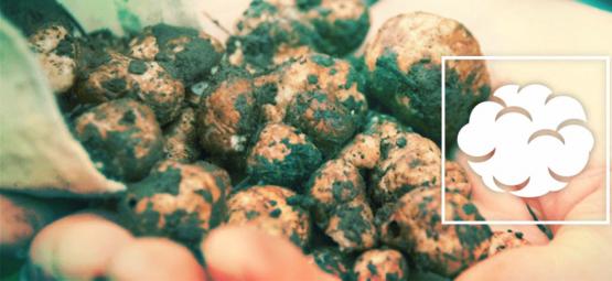 Como cultivar as suas próprias trufas mágicas (desde o início)